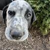 German shorthair pointer mix