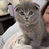 Scottish Fold babies