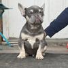 Lilac & Tan French Bulldog Male Puppy