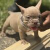 🔥 Micro Exotic American Bully Puppies – Brother’s Kennel 🔥