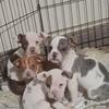Purebred Olde English Bulldog puppies