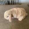 Holland Lop bunnies