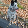 Cattle Dog for Adoption
