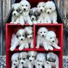 Great Pyrenees puppies