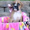 Beautiful Boxer Puppies