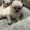 Siamese kittens
