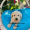Goldendoodle puppies ready February 2025