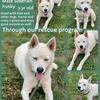 Male solid white husky 