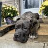 Cane Corso AKC & ICCF 