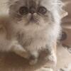 CFA ,TICA REG. Persians and Available