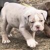 Olde English Bulldog Puppies