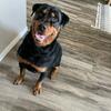 3 yr old Rotweiller for adoption. Needs a home by Aug