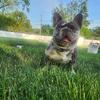 Merle Male French Bulldog AKC