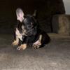 Black and tan male frenchie