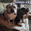 Mother and Daughter Olde English bulldogge femaleS IOEBA