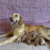 Purebred AKC Golden Retriever Puppy for Sale