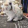 Free holland lop girl