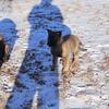 German malinois puppies 