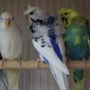 Hogromo parakeets available