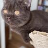 British Shorthair Female kitten