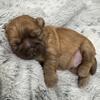 AKC Shihtzu’s