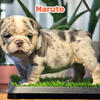 English Bulldog Puppies