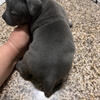 American bully pups for sale!!
