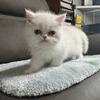 Exotic shorthair girl ready to go
