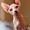 Sphynx Kitten - Male