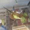 Parakeets- budgie 