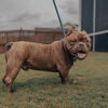 Two year old male bully for sale