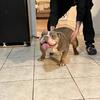 Adult female exotic mini English Bulldog