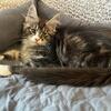 Maine Coon kittens AVAILABLE ready to go to their new homes!