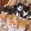 Maine Coon Kittens