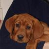 AKC English Labrador retriever puppies