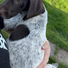German short hair puppies 