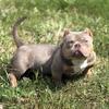 REAL DEAL MICRO BULLY PUPPIES AVAILABLE