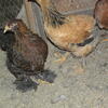 10 PULLETS FOR SALE.