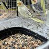 Reduced, birds need a home asap. Nice cockatiel pairs 