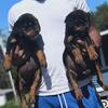 Pure breed AKC ROTTWEILERS