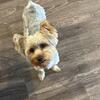 Female Yorkie AKC