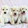 AKC Labrador Retriever Puppies