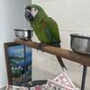 Macaw severe