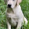 AKC Light Yellow Female Labrador Puppy