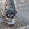 American bully female.......  pet home only