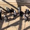 Black Iraqi Pigeons