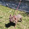 Females  Nano american bully