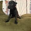 Cane corso PRICE DROP