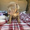 American Bully puppies