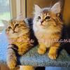 Siberian Kittens